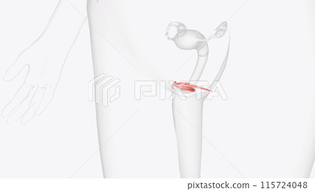 he clitoris is located above the vaginal opening 115724048