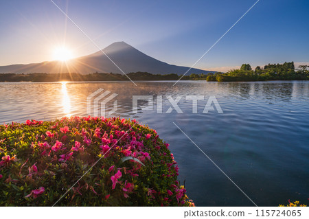 [Shizuoka Prefecture] Lake Tanuki, Satsuki (azalea) on the lakeside and Mt. Fuji at sunrise 115724065