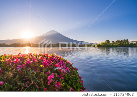 [Shizuoka Prefecture] Lake Tanuki, Satsuki (azalea) on the lakeside and Mt. Fuji at sunrise 115724068