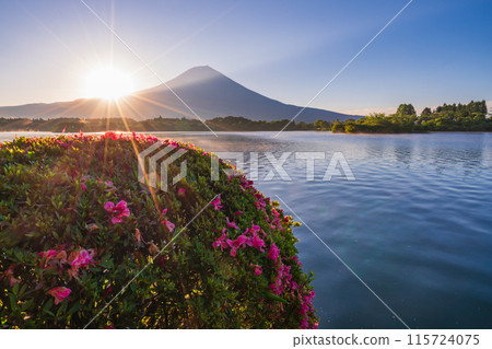 [Shizuoka Prefecture] Lake Tanuki, Satsuki (azalea) on the lakeside and Mt. Fuji at sunrise 115724075