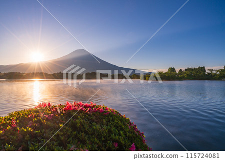 [Shizuoka Prefecture] Lake Tanuki, Satsuki (azalea) on the lakeside and Mt. Fuji at sunrise 115724081