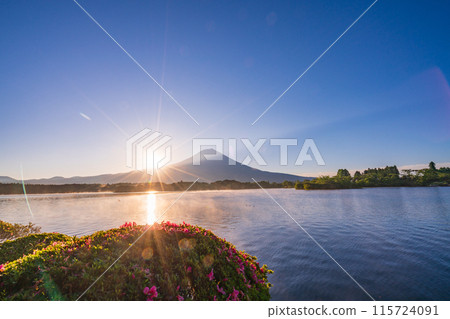 [Shizuoka Prefecture] Lake Tanuki, Satsuki (azalea) on the lakeside and Mt. Fuji at sunrise 115724091