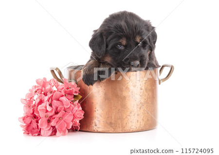 Puppy from a Tibetan dog Puppy from a Tibetan dog 115724095