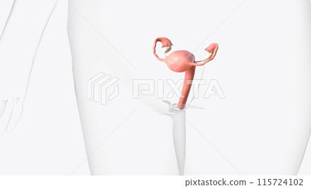 Female Internal Genital Organs 115724102