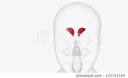 The frontal sinuses are one of the four pairs of paranasal sinuses that are situated behind the brow ridges 115724104