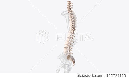 The vertebral column surrounds the spinal cord which travels within the spinal canal, The vertebral column surrounds the spinal cord which travels within the spinal canal, 115724113
