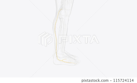 sural nerve and terminal branches sural nerve and terminal branches 115724114