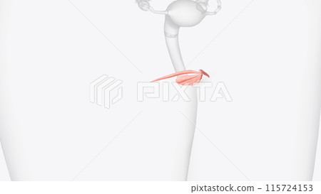 The male reproductive system includes the external genitals ) and internal parts, including the prostate gland, vas deferens and urethra. The male reproductive system includes the external genitals ) and internal parts, including the prostate gland, vas deferens and urethra. 115724153