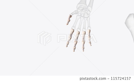 The phalanges are small bones of fingers found in hands and feet. Each foot is composed of 14 phalanges 115724157