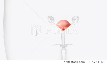 The uterus is a hollow muscular organ located in the female pelvis between the bladder and rectum 115724160