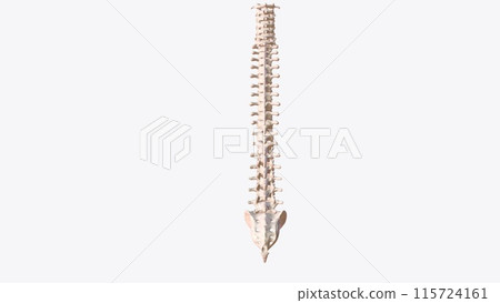The vertebral column surrounds the spinal cord which travels within the spinal canal, 115724161