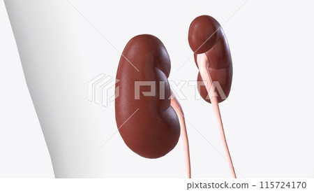 The kidneys are two bean-shaped organs, each about the size of a fist 115724170