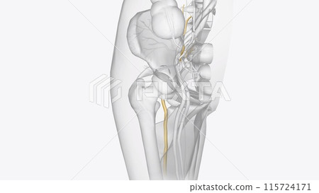 The sciatic nerves branches from your lower back through your hips and buttocks and down each leg The sciatic nerves branches from your lower back through your hips and buttocks and down each leg 115724171