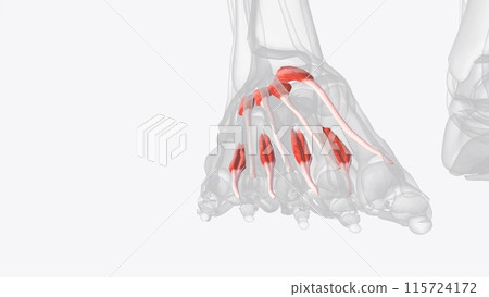 Dorsal muscles of right foot Dorsal muscles of right foot 115724172