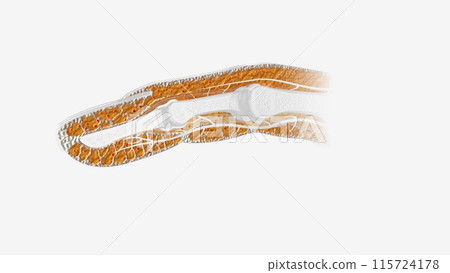 Fingernail Cross Section of Tissue Fingernail Cross Section of Tissue 115724178