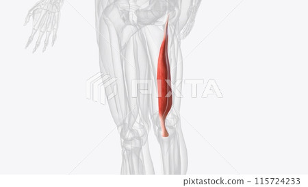 Semimembranosus is one of four posterior thigh muscles that are responsible for extending the hip 115724233