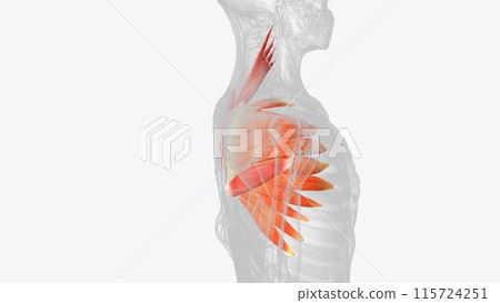 The serratus anterior muscle is a fan-shaped muscle at the lateral wall of the thorax The serratus anterior muscle is a fan-shaped muscle at the lateral wall of the thorax 115724251