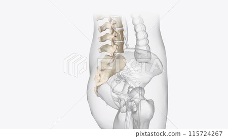 axial skeleton is made up of the 80 bones within the central core of your body axial skeleton is made up of the 80 bones within the central core of your body 115724267
