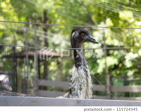 動物園的鴯.. 115724345