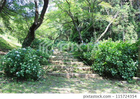 繡球寺天引觀音參道 115724354