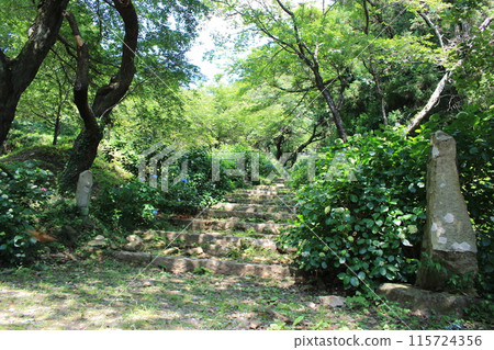 Hydrangea Temple - Approach to Amabiki Kannon Temple 115724356