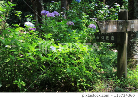 Hydrangea Temple - Approach to Amabiki Kannon Temple 115724360