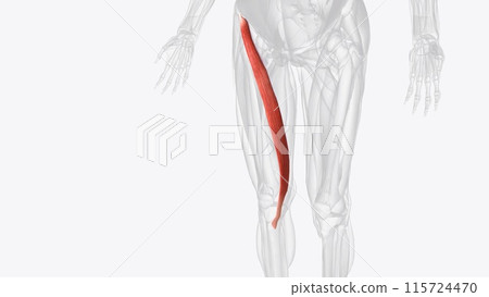The sartorius muscle is the longest muscle in the human body 115724470