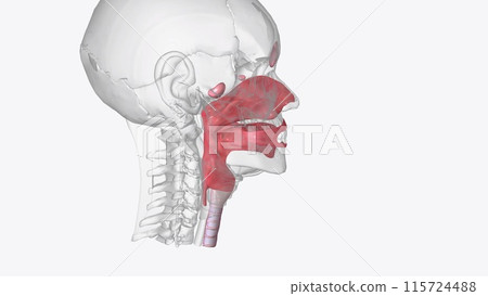 The respiratory system includes the nose, mouth, throat, voice box 115724488