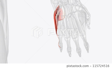 Hypothenar muscles of right hand Hypothenar muscles of right hand 115724516