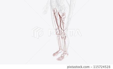 Arteries of Iower limb Arteries of Iower limb 115724528