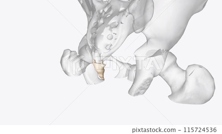 The coccyx is a triangular arrangement of bone that makes up the very bottom portion of the spine below the sacrum 115724536