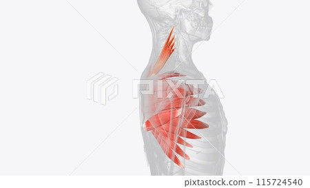 Levator scapulae is a posterior Axio-appenducular muscle that connects the upper limb to the vertebral column 115724540