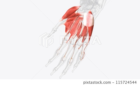 The muscles that act on the hand can be divided into two groups: Extrinsic muscles 115724544