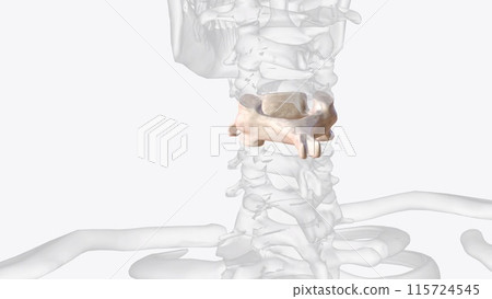 The fourth cervical vertebra (C4) is centrally located in the cervical (or neck) region of the spinal column 115724545