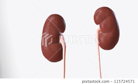 The kidneys are two bean-shaped organs, each about the size of a fist The kidneys are two bean-shaped organs, each about the size of a fist 115724571