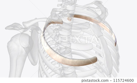 Ribs three and four are located under the medial end of the spine of the scapula Ribs three and four are located under the medial end of the spine of the scapula 115724600
