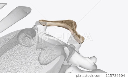The eleventh thoracic vertebra (T11) is located near the bottom of the thoracic spine The eleventh thoracic vertebra (T11) is located near the bottom of the thoracic spine 115724604