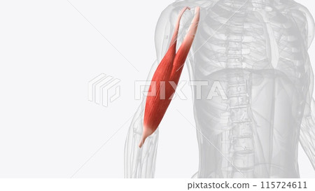 Biceps Brachii Anatomical Model Showing The Biceps Brachii Muscles.