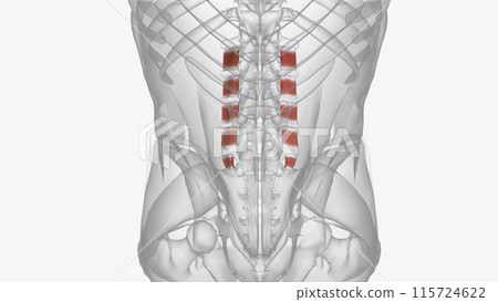 The intertransversarii muscles attach between the transverse processes of adjacent lumbar vertebrae 115724622