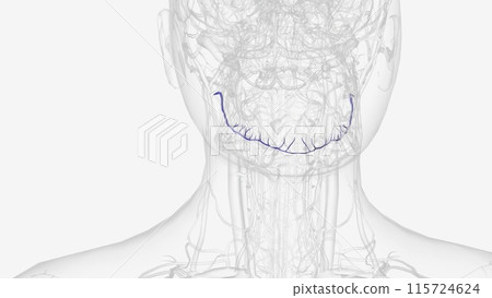 The inferior alveolar artery (inferior dental artery) is an artery of the head The inferior alveolar artery (inferior dental artery) is an artery of the head 115724624