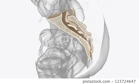 The sacrum is the triangular bone just below the lumbar vertebrae 115724647