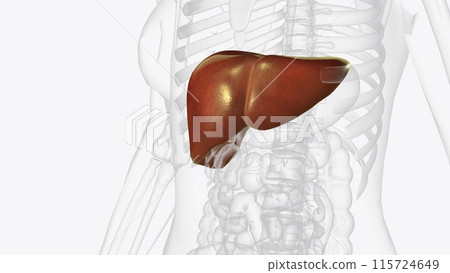 The liver is a large organ in the abdomen that performs many important bodily functions, including blood filtering 115724649
