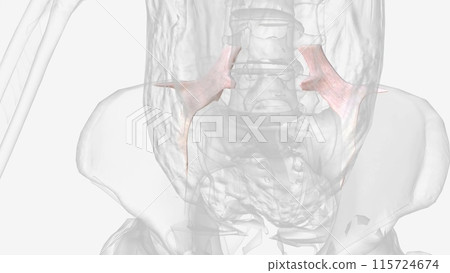 The iliolumbar ligament is a strong band of connective tissue and one of the three vertebropelvic ligaments The iliolumbar ligament is a strong band of connective tissue and one of the three vertebropelvic ligaments 115724674
