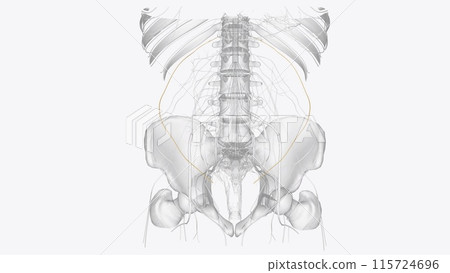 The subcostal nerve provides motor supply to the rectus abdominis, intercostal muscles and anterior abdominal wall muscles The subcostal nerve provides motor supply to the rectus abdominis, intercostal muscles and anterior abdominal wall muscles 115724696