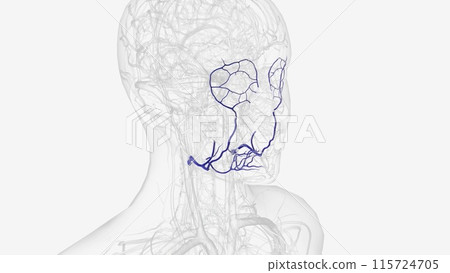 Facial veins are tiny blood vessels, called capillaries, that exist right under the surface of your skin Facial veins are tiny blood vessels, called capillaries, that exist right under the surface of your skin 115724705