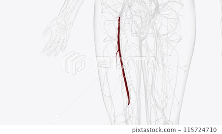 The femoral artery is a large artery in the thigh and the main arterial supply to the thigh and leg 115724710