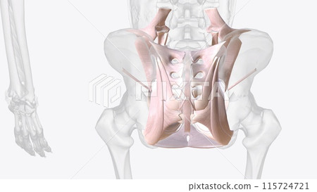 Connective tissue of pelvis Connective tissue of pelvis 115724721