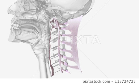 Three of the more important ligaments in the spine are the ligamentum flavum, anterior longitudinal ligament Three of the more important ligaments in the spine are the ligamentum flavum, anterior longitudinal ligament 115724725