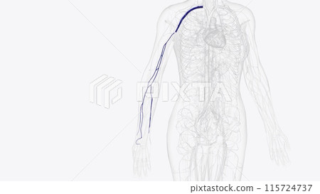 Deep veins of right arm and forearm Deep veins of right arm and forearm 115724737