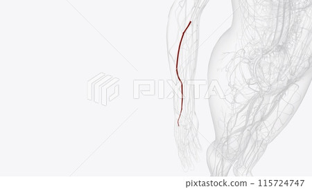 The radial artery is a blood vessel that supplies blood to the forearm (lower part of the arm) and hand 115724747